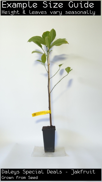 Daleys Special Deals - Jakfruit For Sale