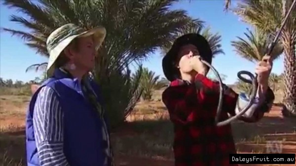 How Australians Grow Date Trees