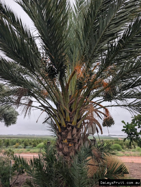 Deglet Noir Date Palm