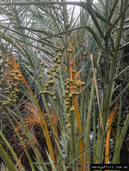 Honey Date, Seedling from Alice Springs