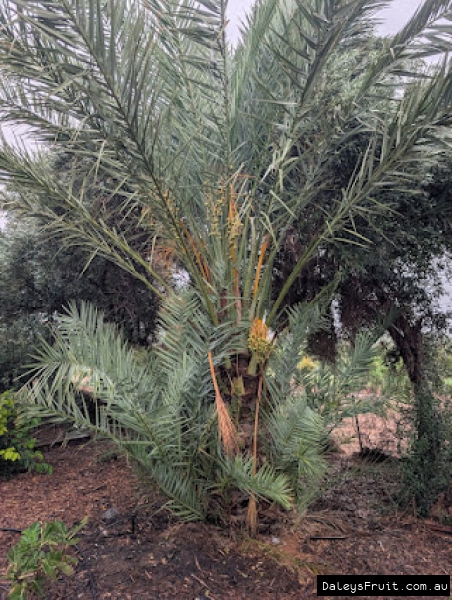 Honey Date, Seedling from Alice Springs