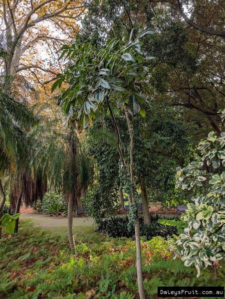 Prolific Davidson Plum in Adelaide Botanic Gardens