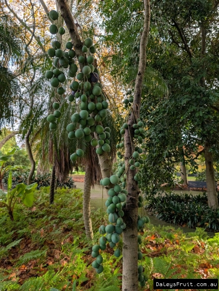 Prolific Davidson Plum in Adelaide Botanic Gardens