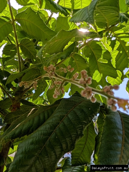 Flower spike developingfrom the crown of yound Davidson plum tree