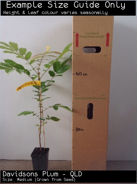 Davidsons Plum - QLD For Sale (Size: Medium) (Grown from Seed)