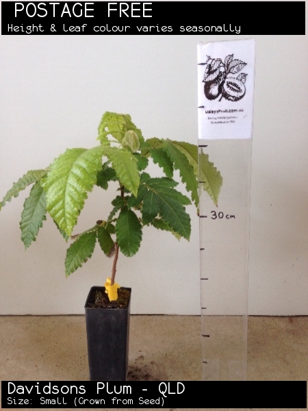 Davidsons Plum - QLD For Sale (Size: Small) (Grown from Seed)