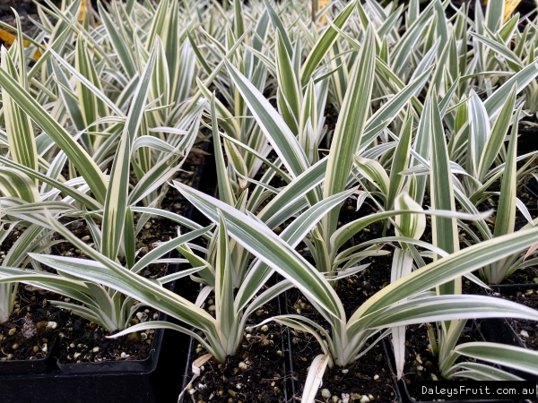 Young Dianella Silver Streak