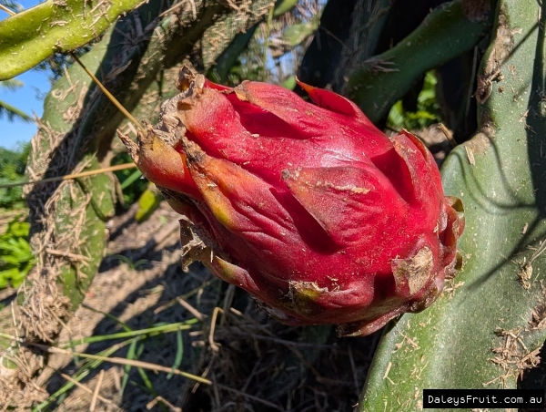 Ripe red fruit ready for picking, dragon scales and all
