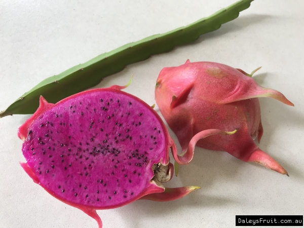 Dragon Fruit Dark Star Vine Plant Pitaya Hylocereus For Sale