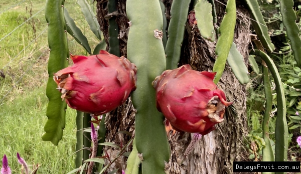 Neon Dragon Fruit ripening on the vine with their bright red skin