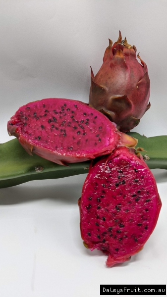 Shows the vine that the neon dragon fruit produces it's flowers and fruit on