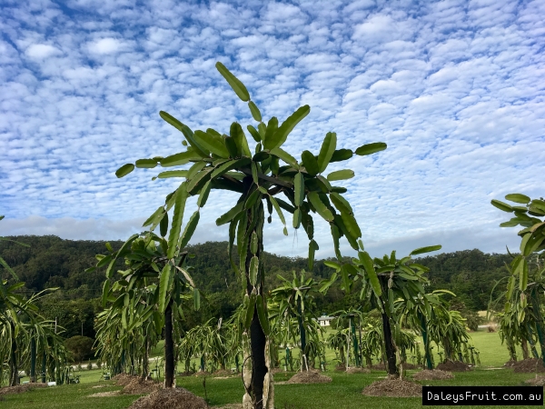 Dragon Fruit plants from Vic and Robin Petrus at Mossman Picture taken by Greg Daley of DaleysFruit.com.au
