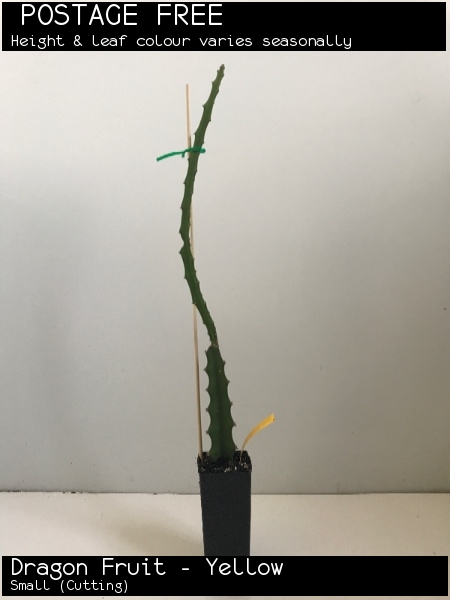 thumbnail image 2 of 10+ Yellow Dragon Fruit Seeds - Pitaya (Hylocereus) - Easy Grow Perennial Cactus 2 of 2