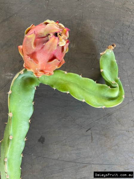 Curly branch on a developing Zamorano dragon