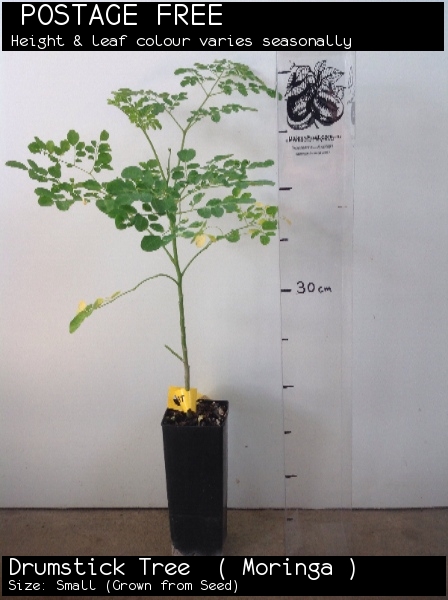 Drumstick Tree ( Moringa ) For Sale (Size: Small) (Grown from Seed)