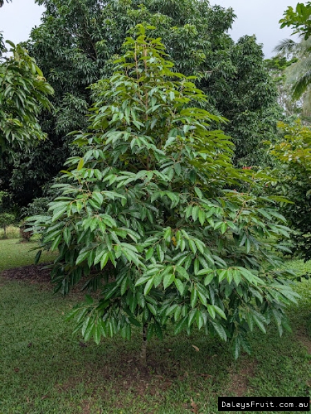 Mature tree form showing dense foliage of durian