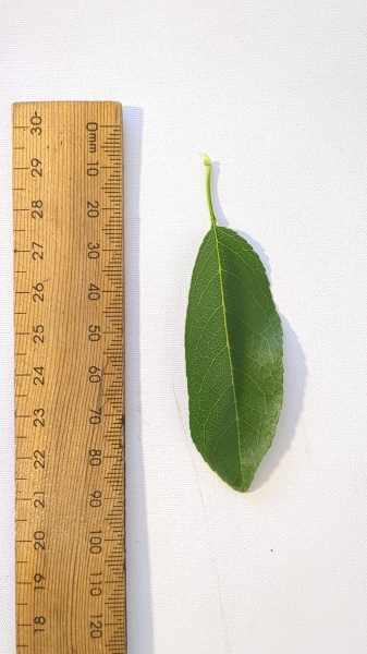 Leaf of the Dwarf Almond - Self Pollinating Papershell