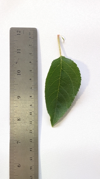 Leaf of the Dwarf Apple - Cox Orange Pippin