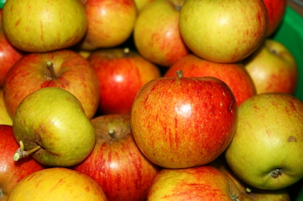 Coxs Orange Pippen you can see they're home-grown because they're not quite visually perfect like supermarket apples seem to have to be :-)