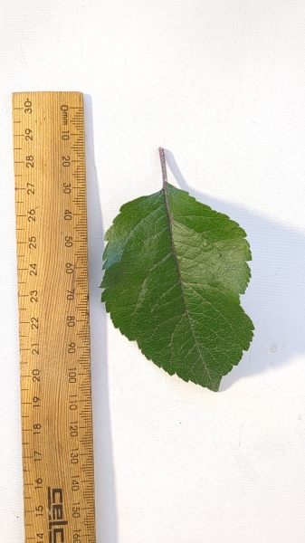 Leaf of the Dwarf Apple - Magnus Summer Surprise PBR