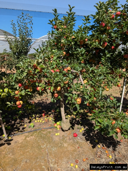 Pink Lady apples cropping heavily in Stanthorpe orchard