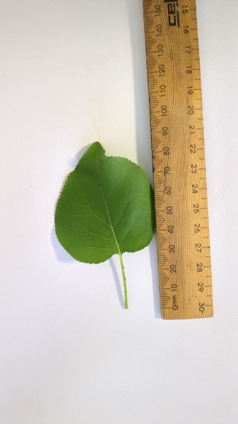 Leaf of the Dwarf Apricot - Bulida