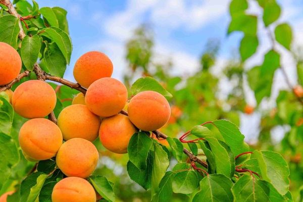Dwarf Tilton Apricot