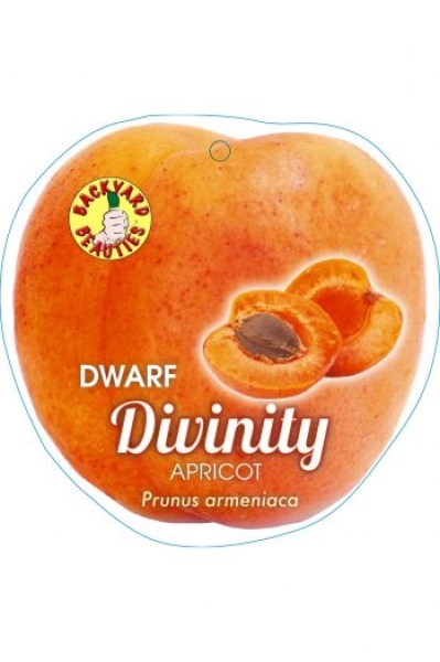 Dwarf Apricot - Tilton plant tag