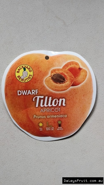 Tilton pictorial