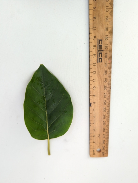 Leaf of the Dwarf Avocado - Hazzard (A)