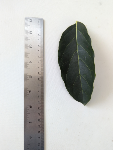 Leaf of the Dwarf Avocado - Lamb Hass (A)