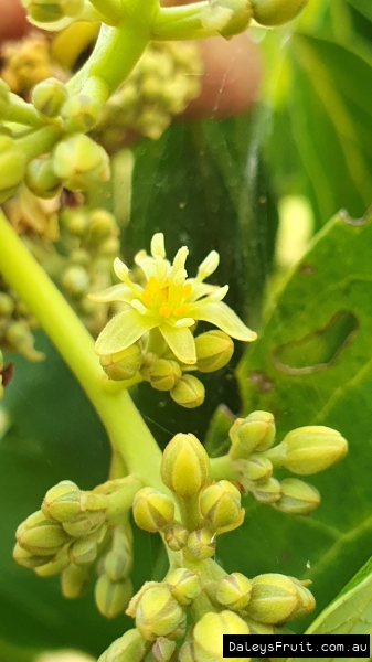 Male Flower amidst unopened buds on an avocado branch