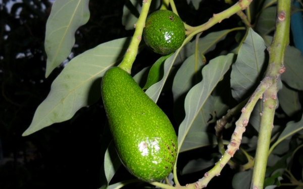 Developing wurtz Avocado Fruit