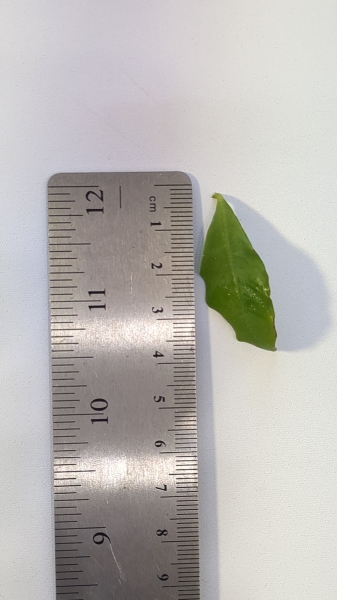 Leaf of the Dwarf Brunfelsia - Yesterday Today Tomorrow