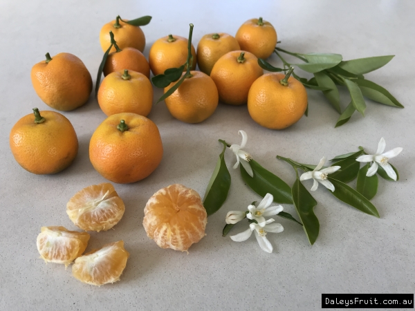 Calamondin fruit