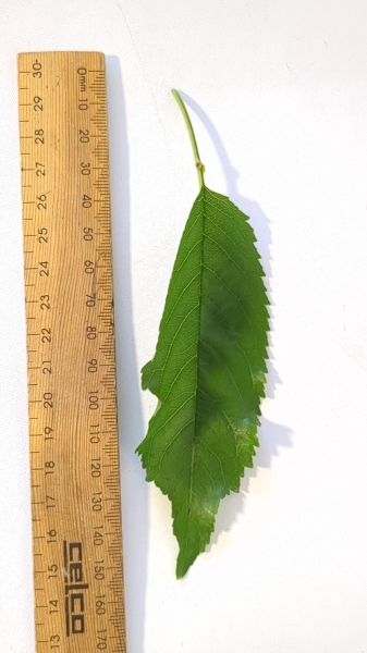 Leaf of the Dwarf Cherry - Trixzie® Black Cherree®