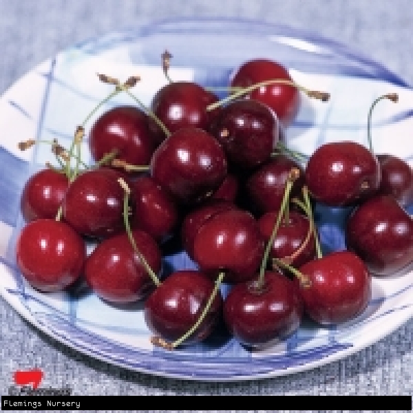 Plate full of ripe red Minnie Royal Cherries ready to eat