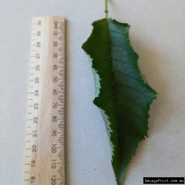 Leaf image of Minnie Royal Cherry