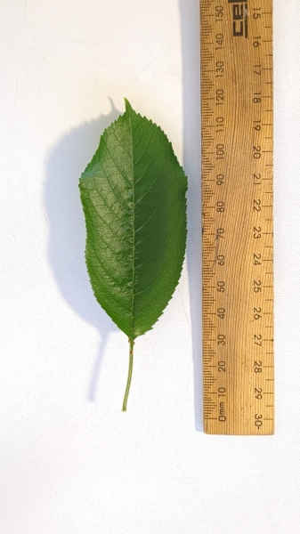 Leaf of the Dwarf Cherry - Trixzie® Royal Crimson