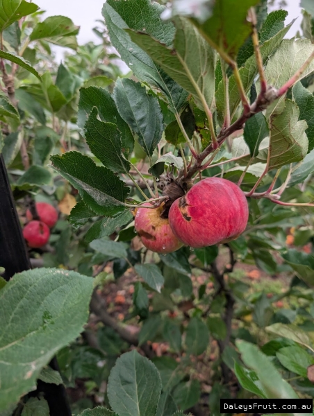 Improved Foxwhelp apple fruiting prolifically in Adelaide Hills South Australia