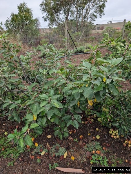 Improved Foxwhelp apple fruiting prolifically in Adelaide Hills South Australia