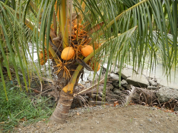 Dwarf Coconut Cocos Nucifera