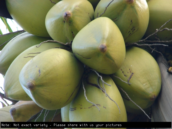 General ripening coconut Not exact variety