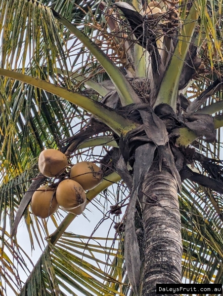 Ripe Gold Coconuts developing on palm