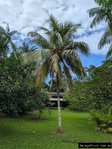 Fruiting Coconut tree showing bright nuts developing in canopy