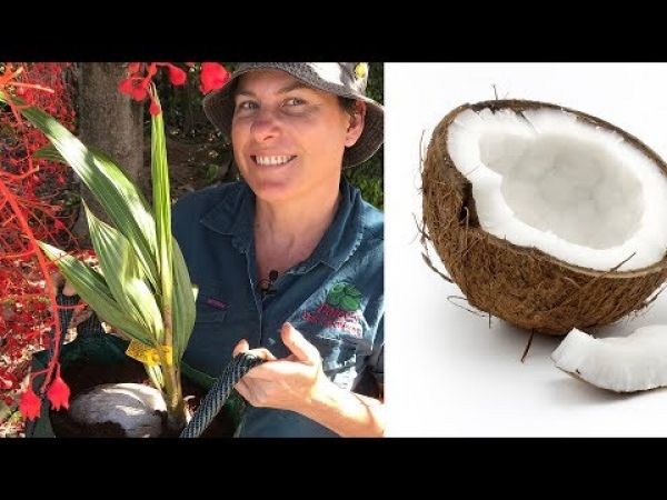 How to plant a coconut Palm Tree