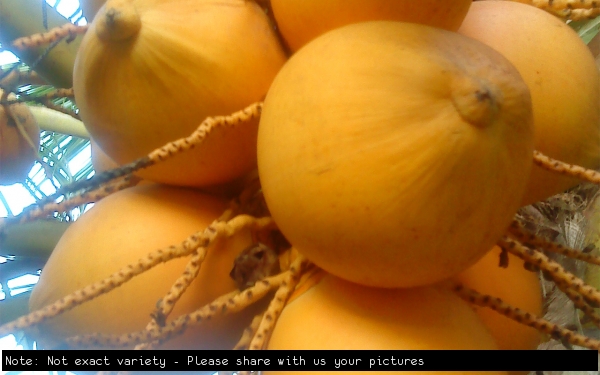 Yellow Coconut Example Picture not exact variety