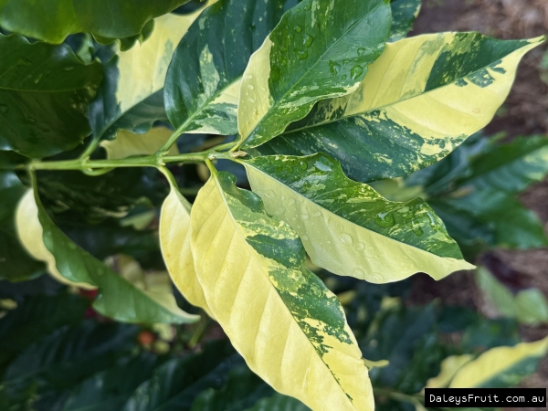 Close up of growing tip on variegated coffee with yellow and green leaves