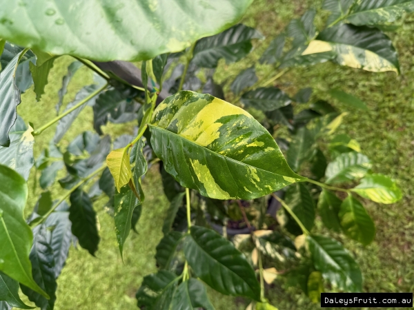 Close up of variegated coffee with yellow and green leaves on branch