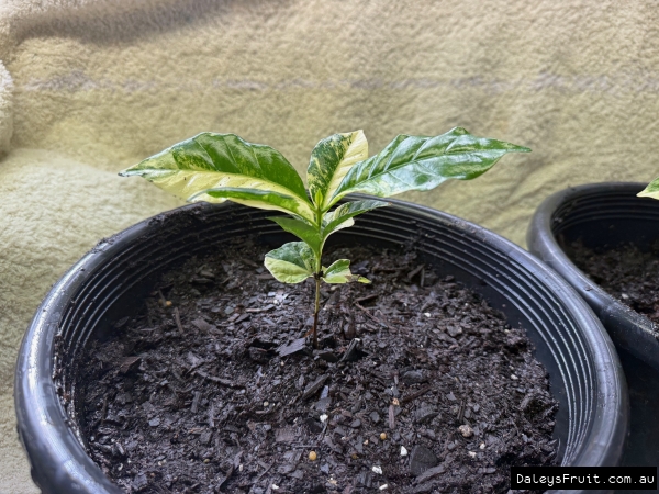 Close up of young coffee seedling showing variegation identical to mother tree